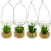 PLANTE A SUSPENDRE BASE FONCE POT VERRE H16CM 4MODELES ASSORTIS