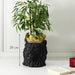 BLACK LION POT HOLDER GOLDEN CROWN D16CM